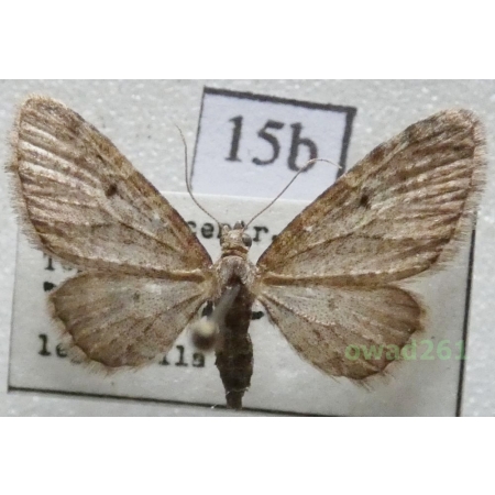 Eupithecia virgaureata Doubleday, 1861 Czech15b